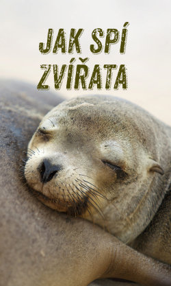 Jak spí zvířata