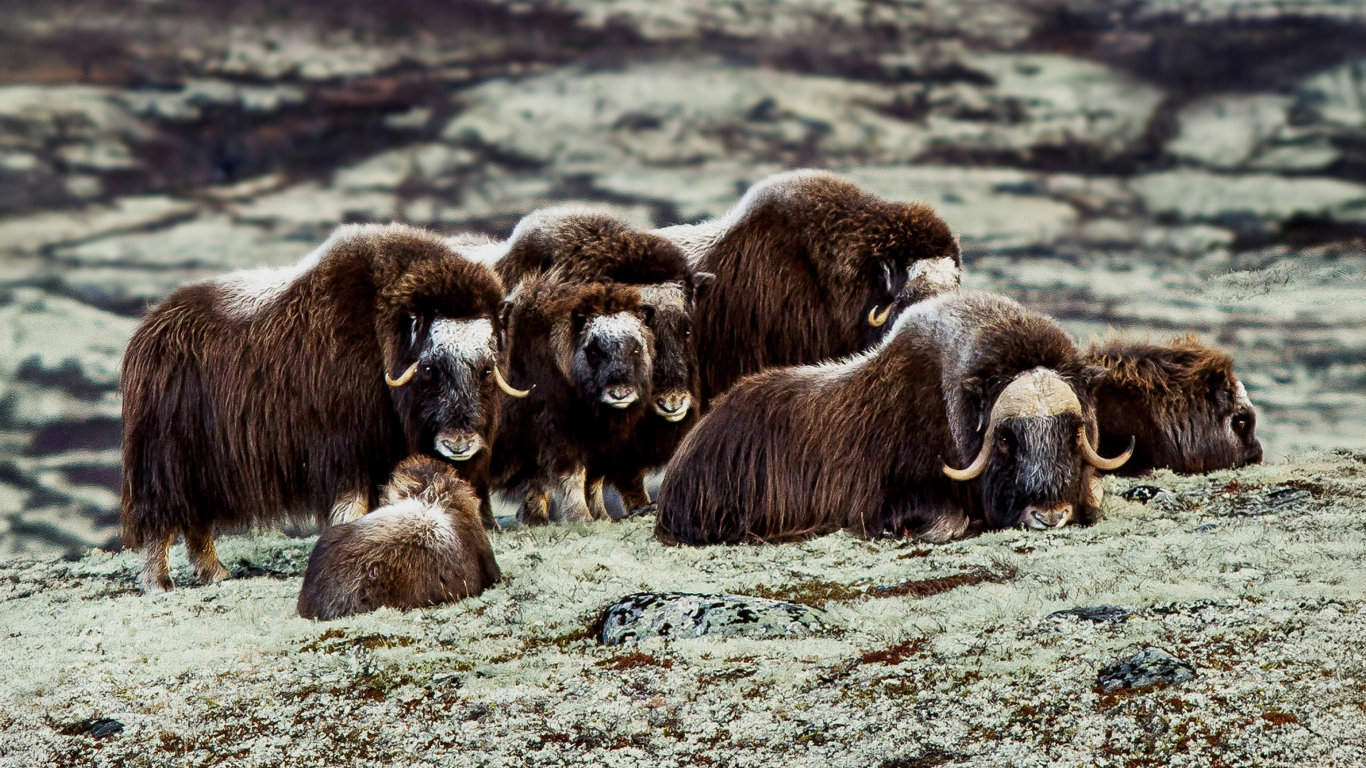 Co znamená divočina