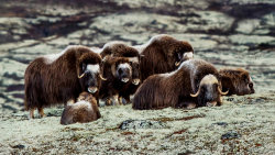 Co znamená divočina