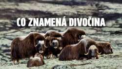 Co znamená divočina