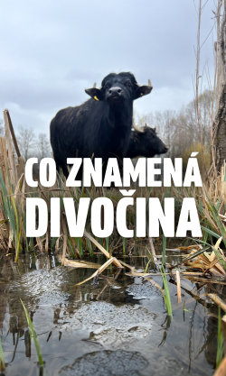 Co znamená divočina