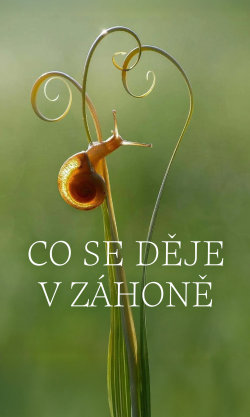 Co se děje v záhoně
