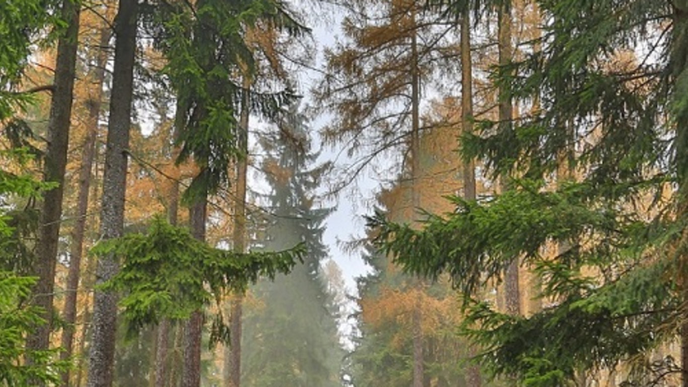 V lese (8)
