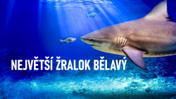 Největší žralok bělavý