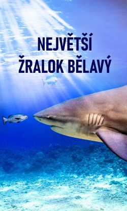 Největší žralok bělavý