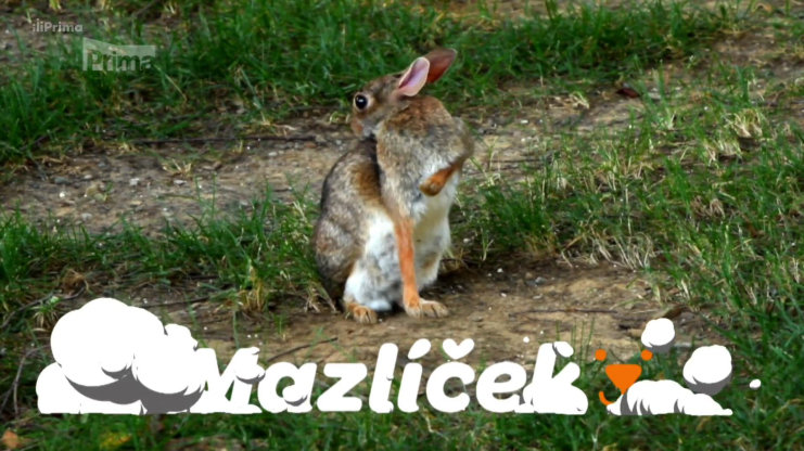 Náhled videa