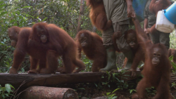Orangutaní škola v džungli