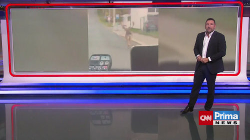 Strážníky napadl daněk