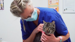 Veterinář z Bondi Beach