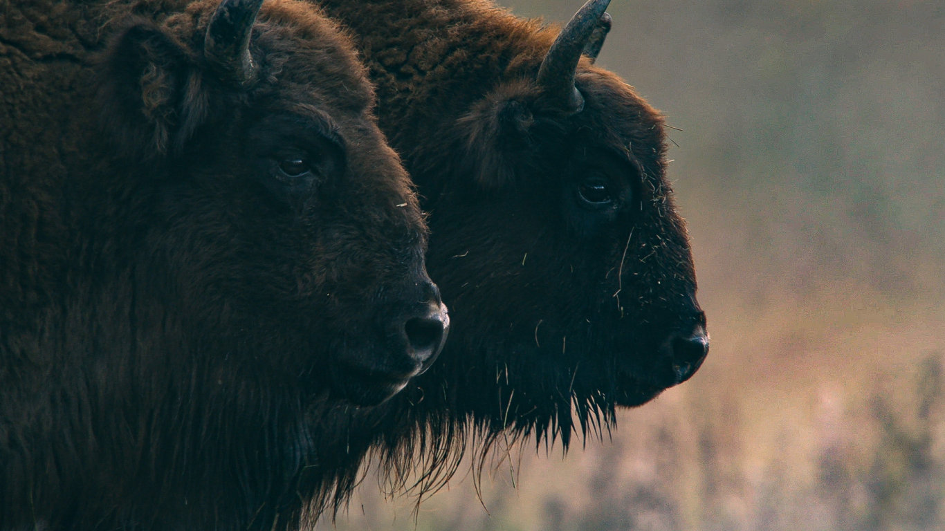 Zvířecí obři Evropy