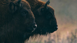 Zvířecí obři Evropy