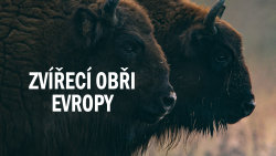 Zvířecí obři Evropy