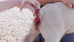 Veterinář z Yorkshiru