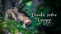 Divoké srdce Evropy