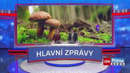 Jaké houby teď na podzim najdete v lese?