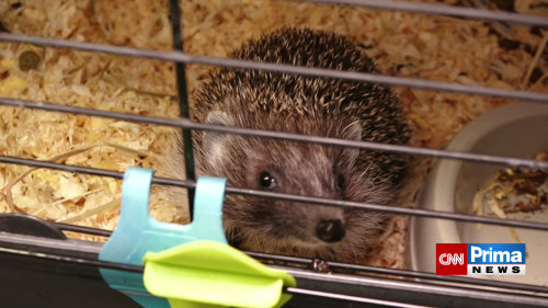 Ježčí mláďata