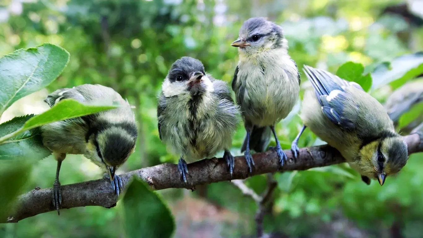 Tajný život sýkorek