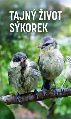 Tajný život sýkorek