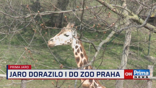 Prima ROK, 27.3. v 15:40 - Jaro v ZOO