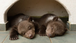 Méďové Václava Chaloupka