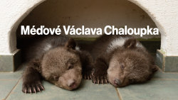 Méďové Václava Chaloupka