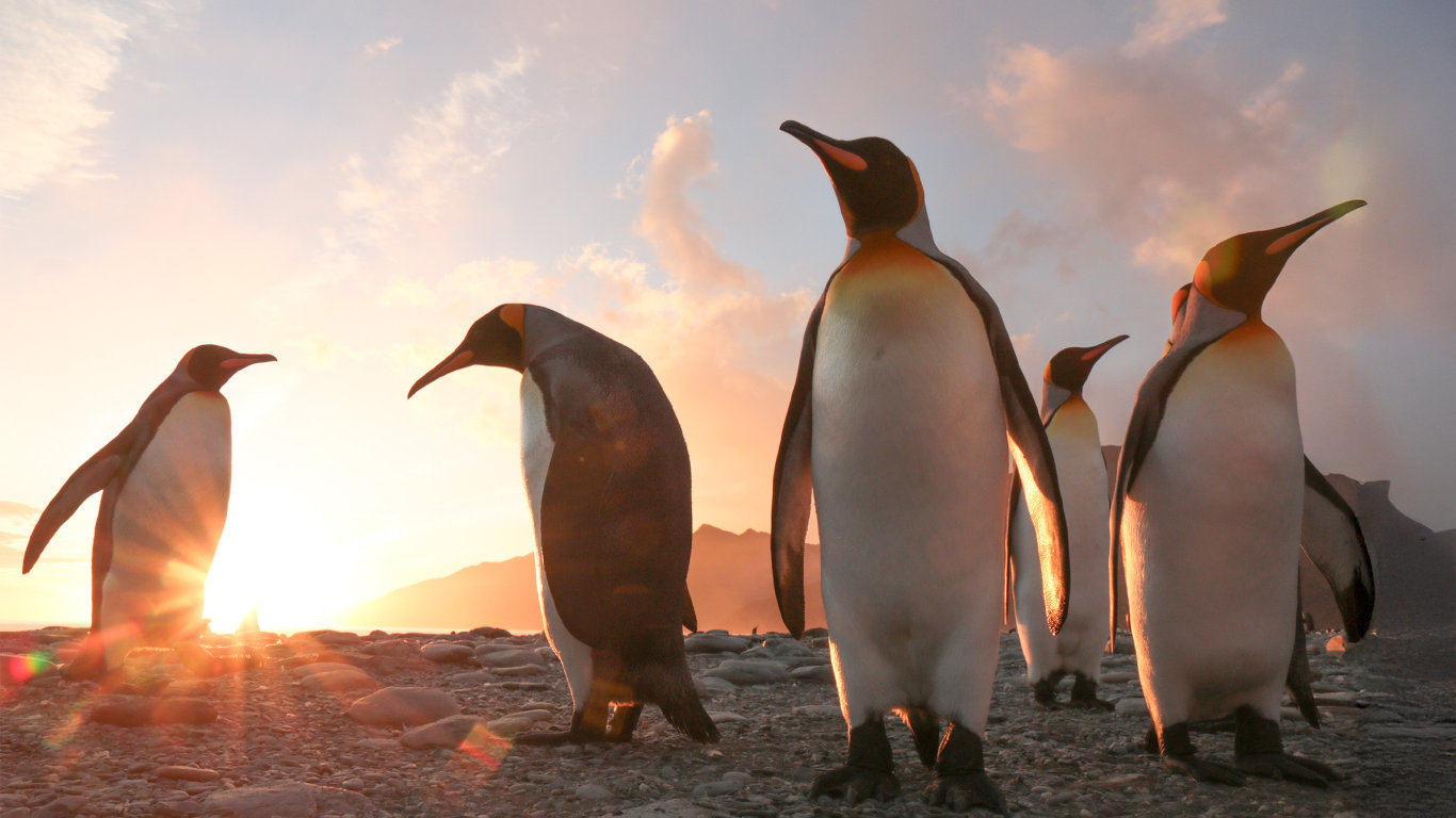 V říši tučňáků