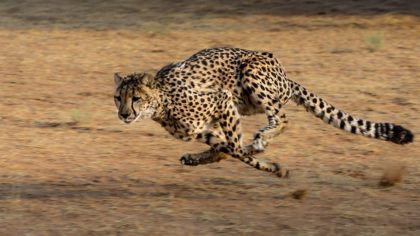 Gepard: Rychlost jako zbraň