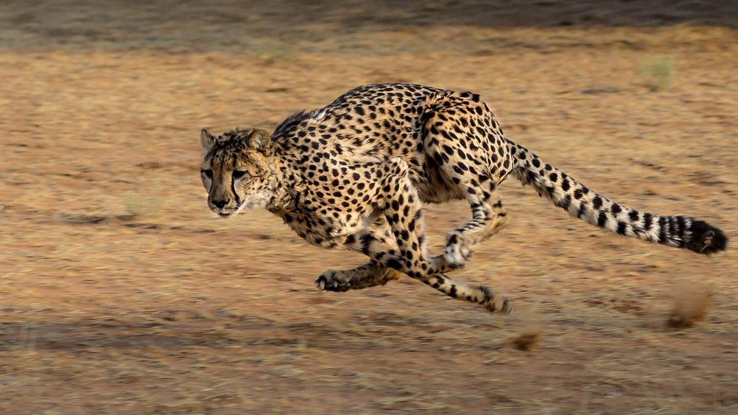 Gepard: Rychlost jako zbraň