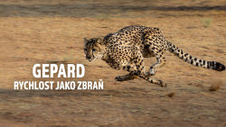 Gepard: Rychlost jako zbraň