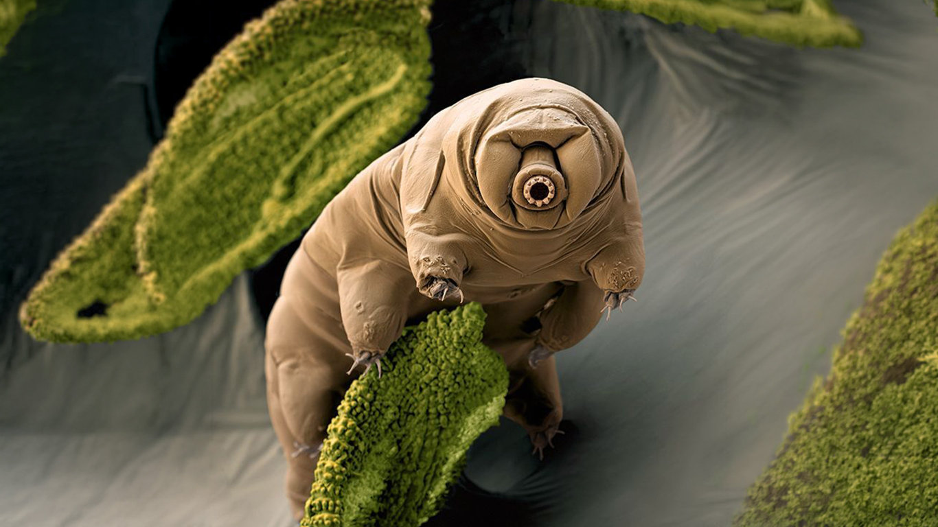 Želvušky: Nezničitelní tvorové