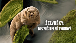 Želvušky: Nezničitelní tvorové