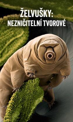 Želvušky: Nezničitelní tvorové