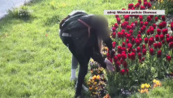 Lupiče olomouckých tulipánů zachytila kamera