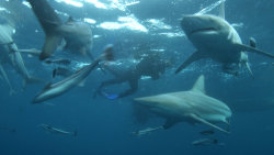 Svět ohrožených druhů