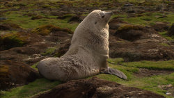 Nejdivočejší Antarktida: Ledové ostrovy