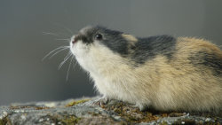 Lumík: Malý gigant severu
