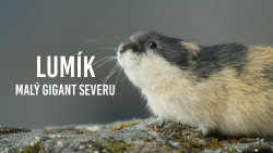 Lumík: Malý gigant severu