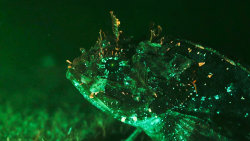 Záříme, abychom přežili