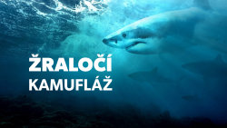 Žraločí kamufláž