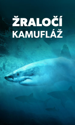 Žraločí kamufláž