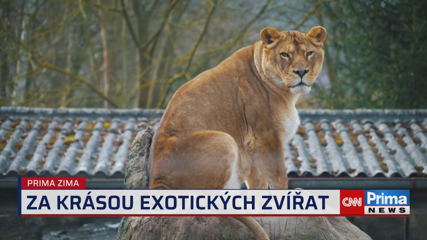 Prima ROK - 19.2. v 15:40 - Prima ROK - CNN Prima NEWS