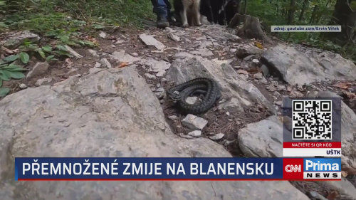 Přemnožení hadi