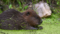 Skrytý život v lese