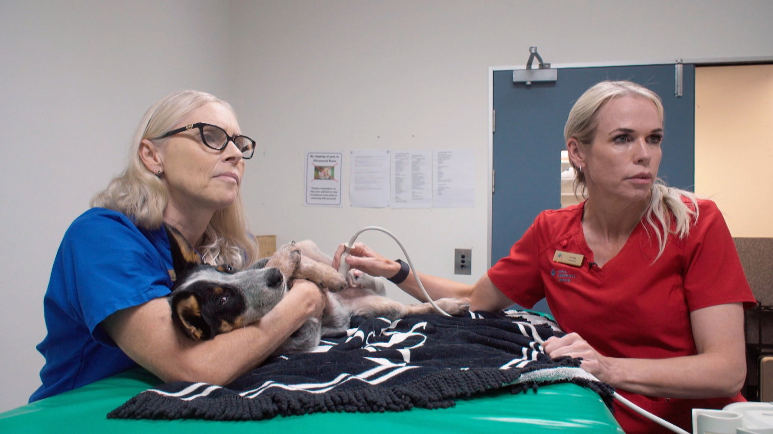 Veterinář z Bondi Beach S11 (9)