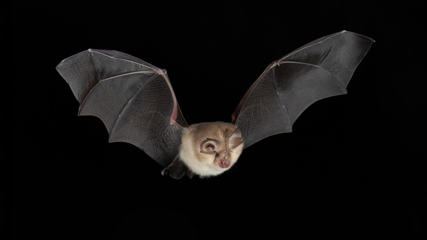 Život v nočním lese