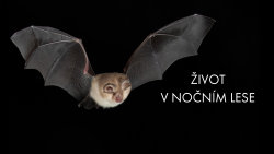 Život v nočním lese