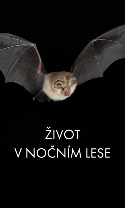 Život v nočním lese