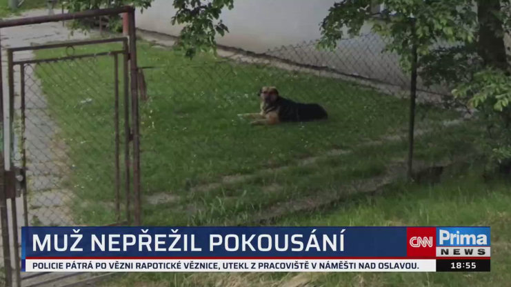 Náhled videa