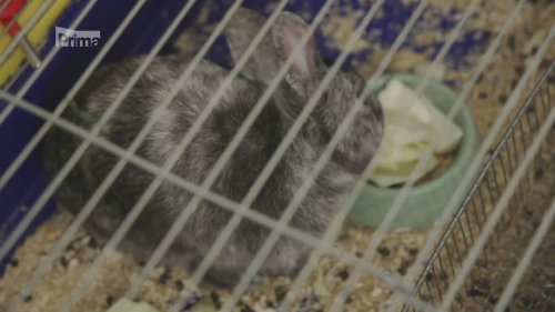 Nemocný králík - Prostřeno! S31 (22)