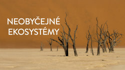 Neobyčejné ekosystémy